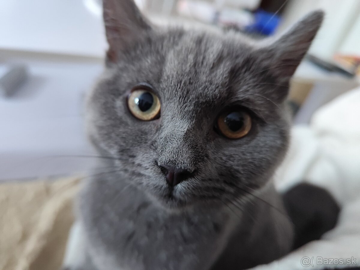 Britský kocúrik - 2