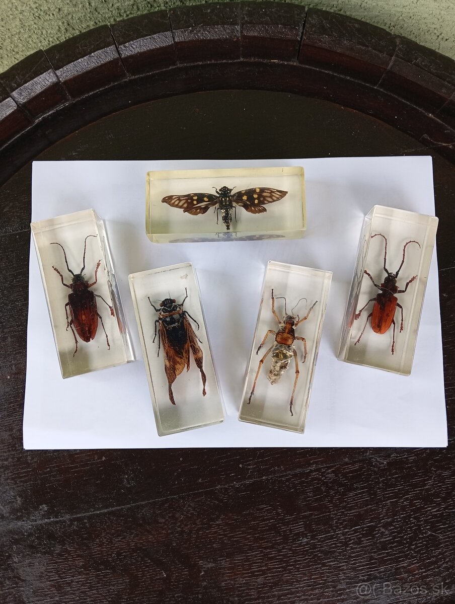 Super Vau zbierka Hmyzu - 2