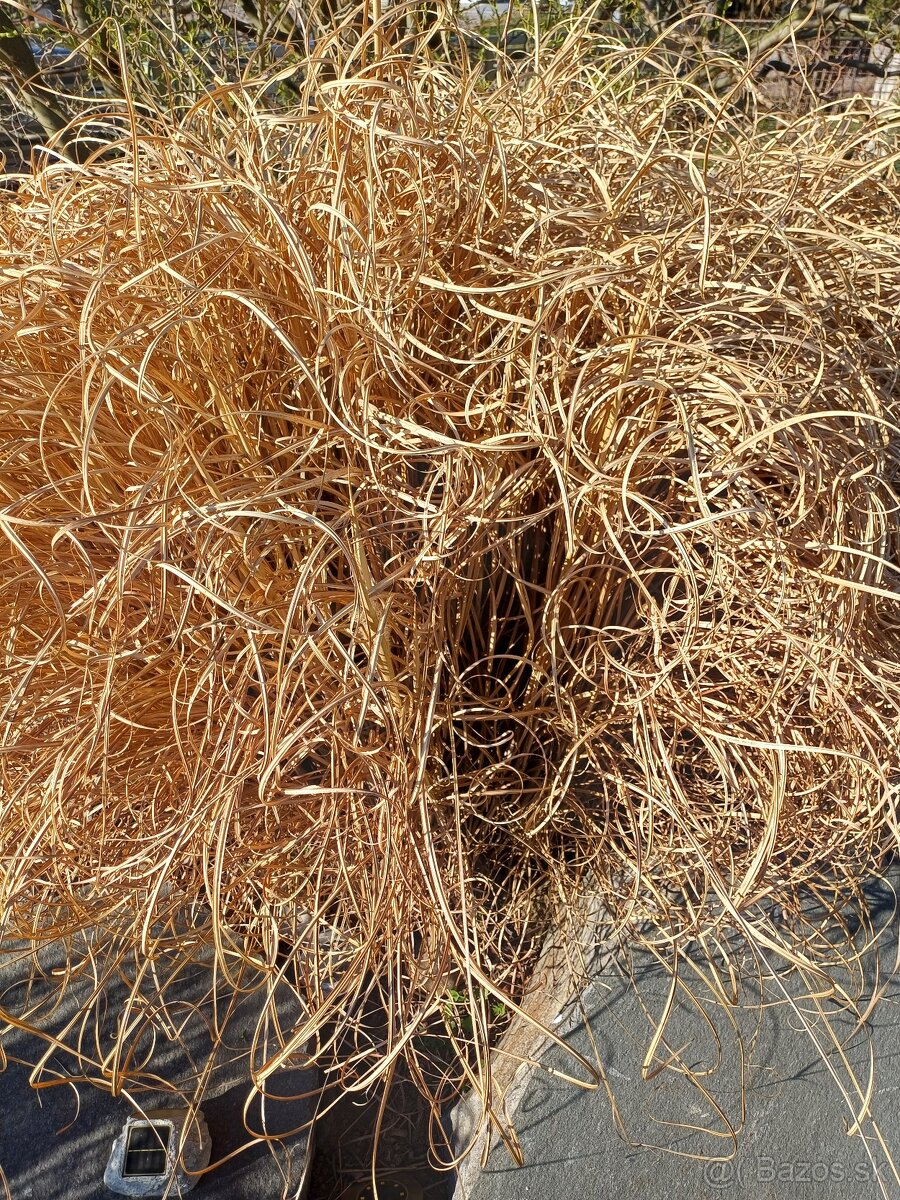 Predám okrasnú trávu - 2