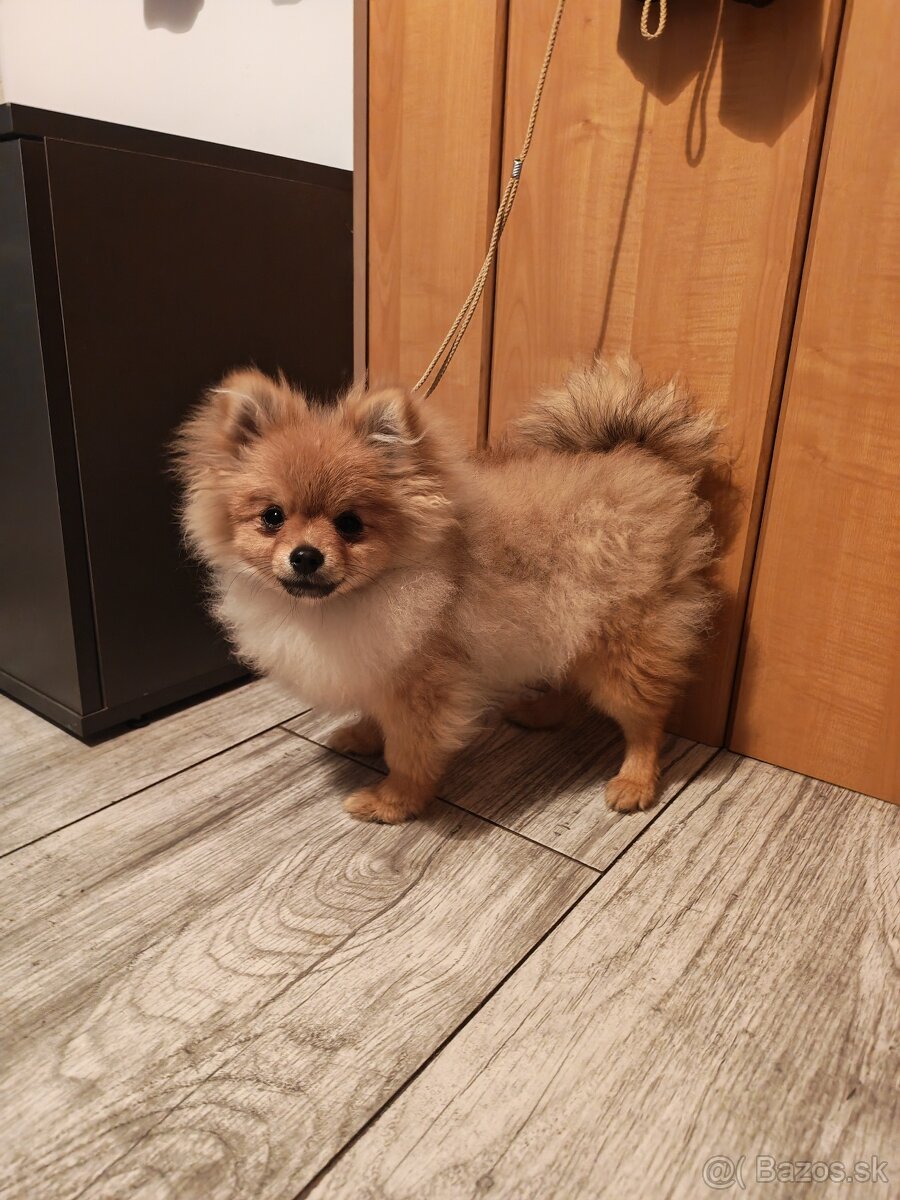Pomeranian fenka - 2