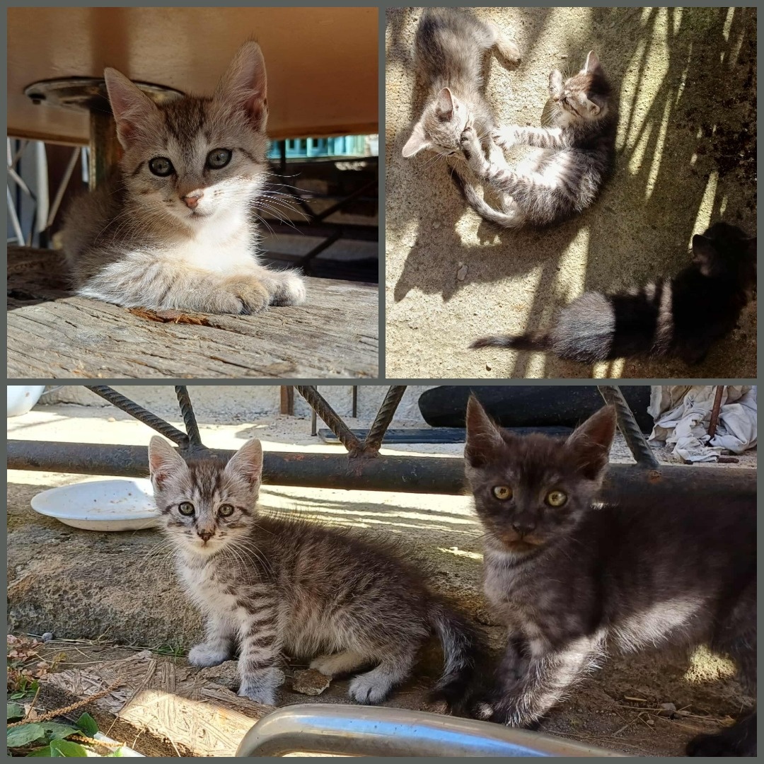 Darujem mačiatka - potrebujú bezpečné domovy - 2