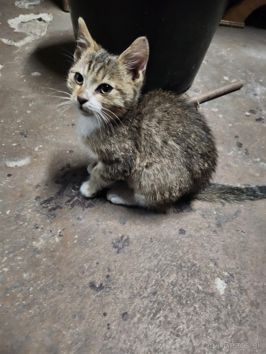 Mačiatko - 2
