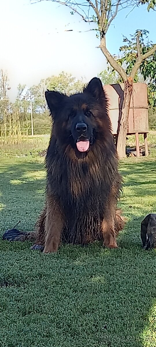 Nemecký ovčiak šteniatka - 2