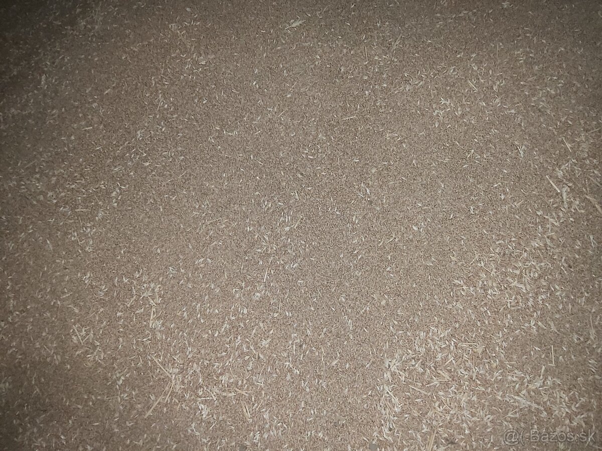 Predám kukuricu - 2