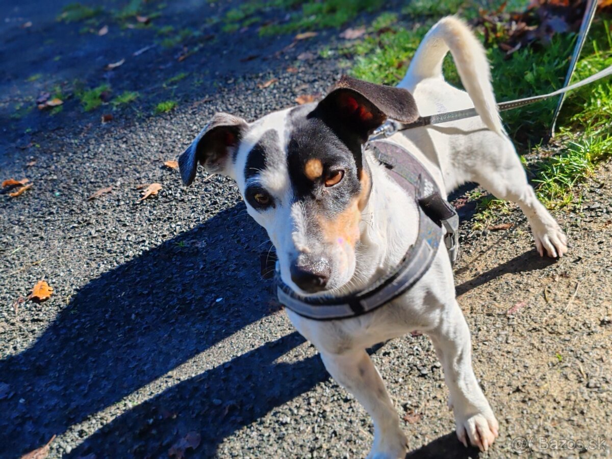 Jack Russel na krytie - 2