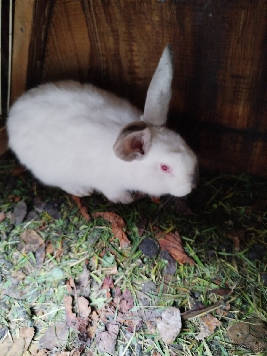 Predám zajace - 2