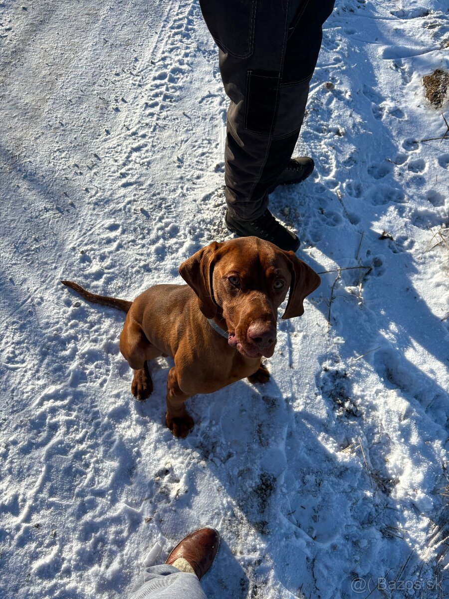 madarska vyzla na krytie - 2