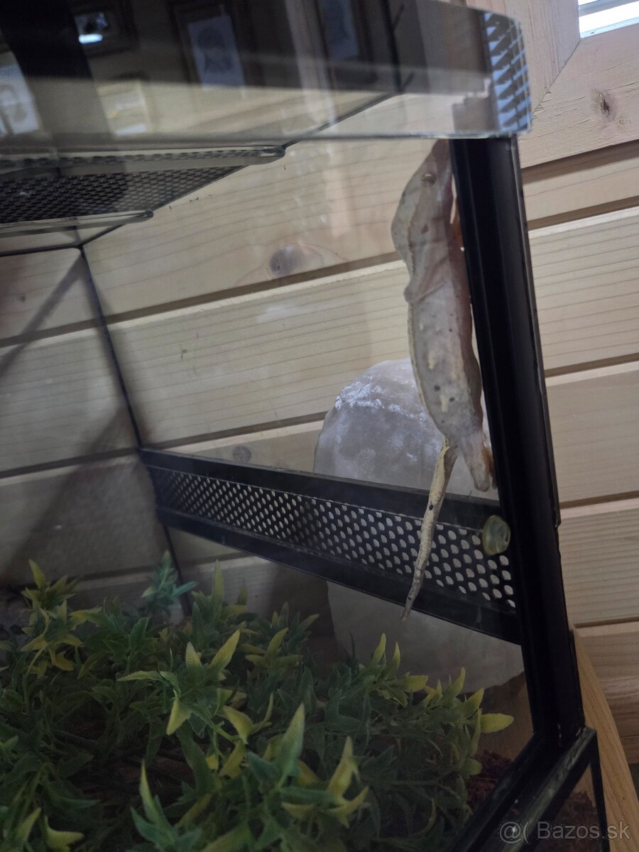 Predam genomčíkov - 2