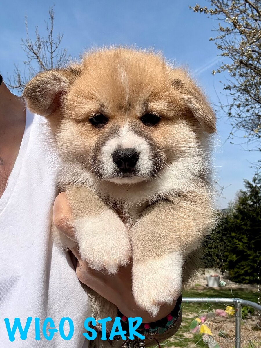 Welsh corgi pembroke s PP - 2