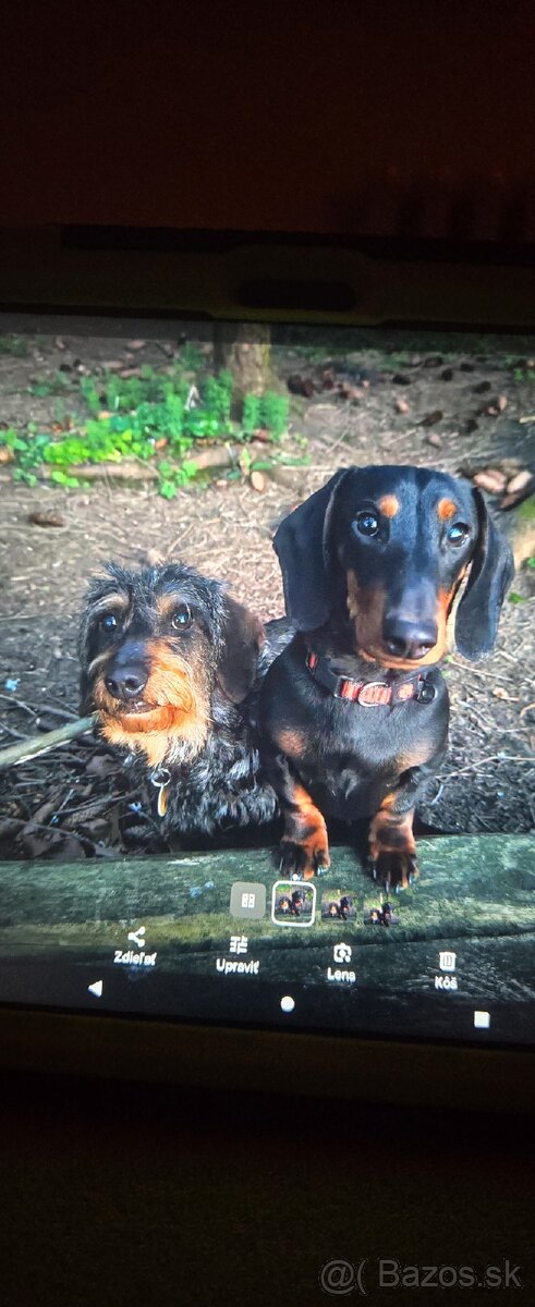 Predám hladko srsteho jazvečíka - 2