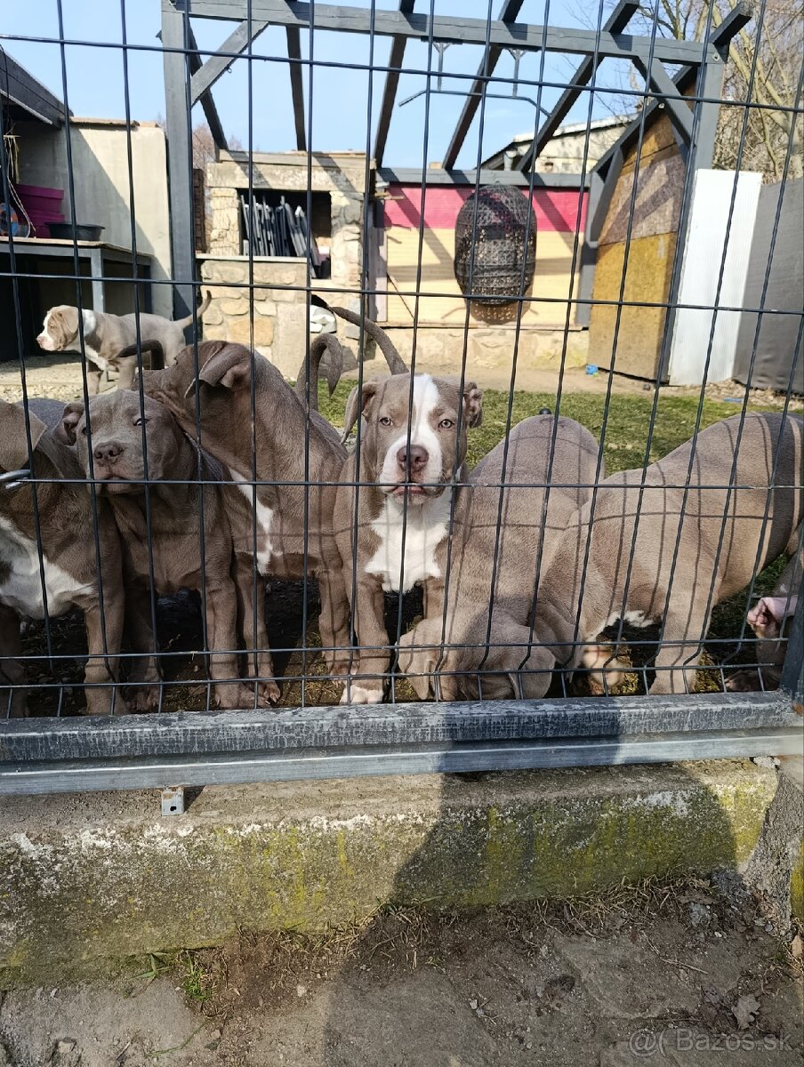 Pejsek American bully xl xxl - 2