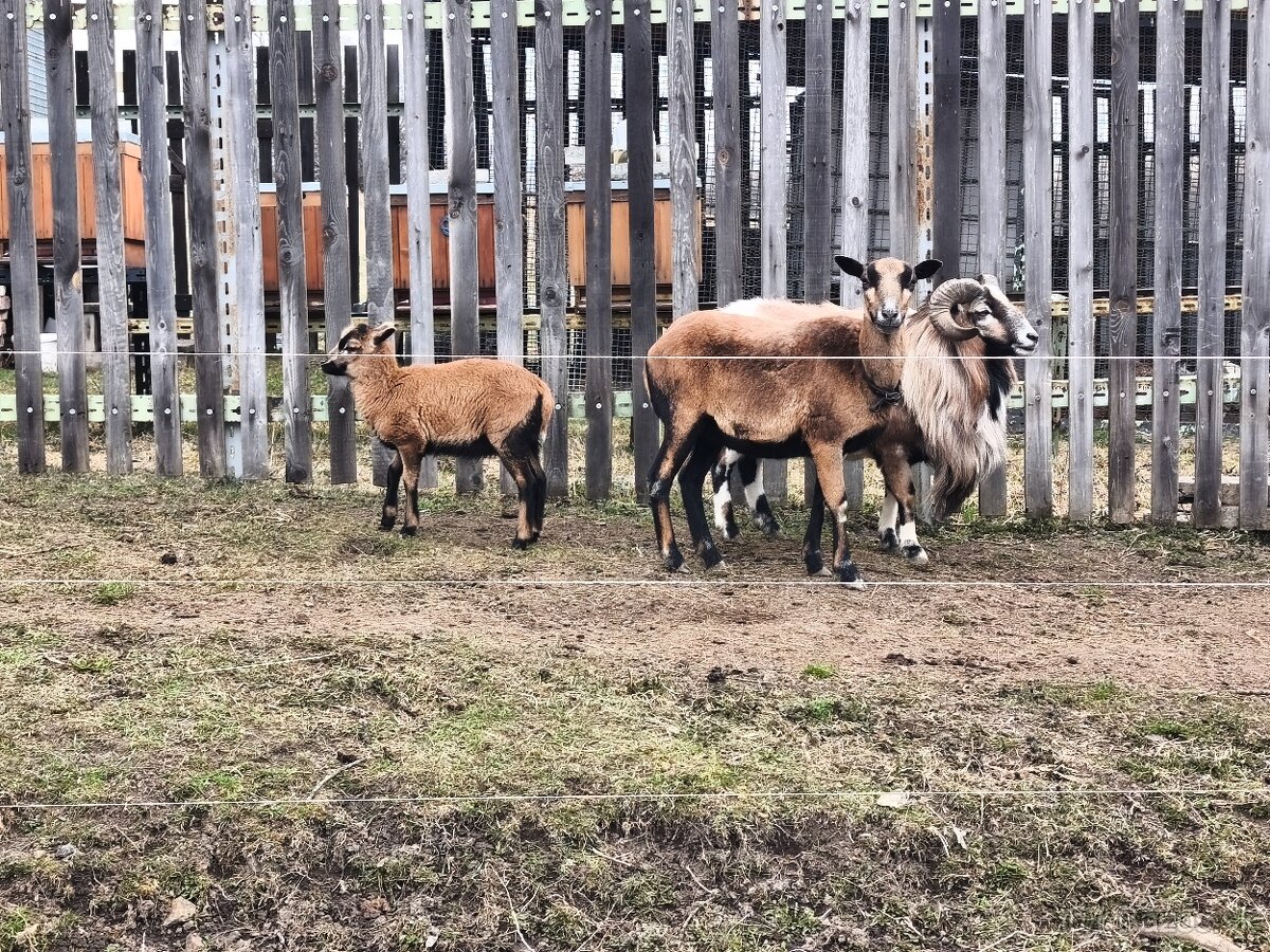 Predám Kamerunske ovce - 2