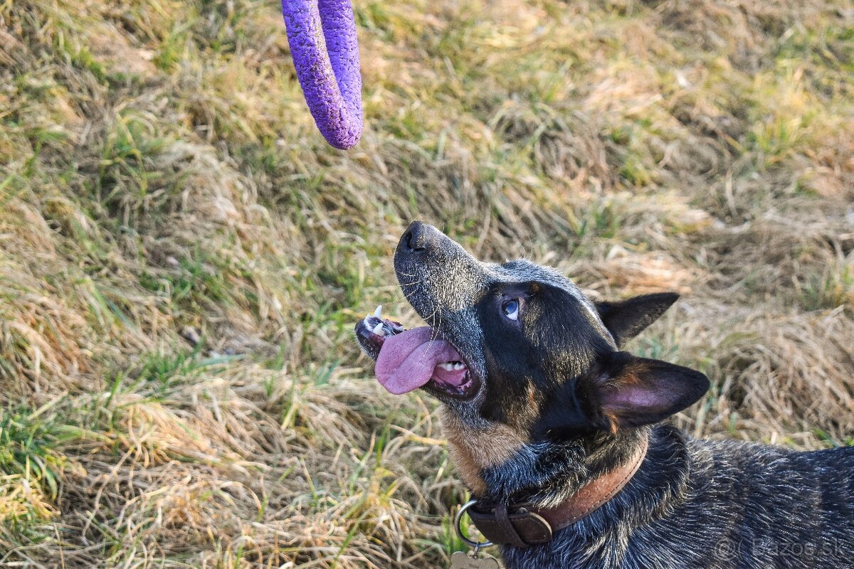 Darujem za veterinárny poplatok - 2