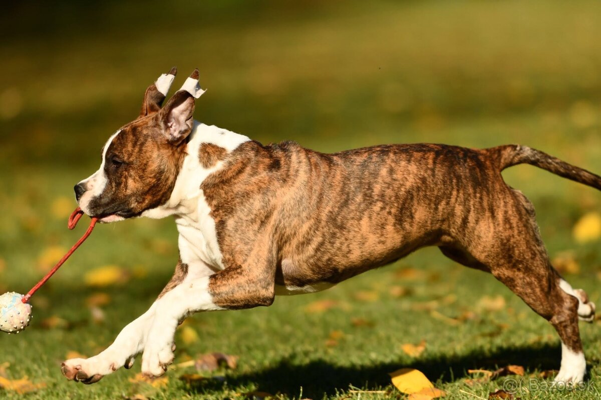 Americký stafordšírsky teriér s PP - 2