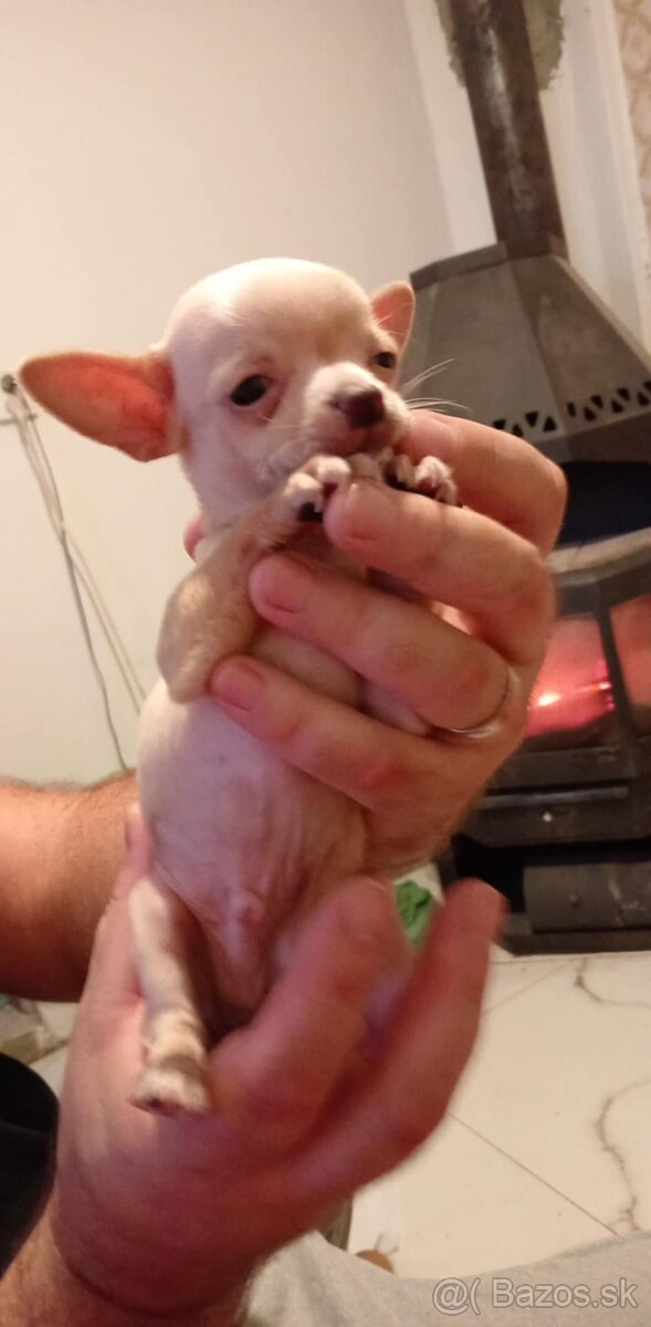 Extra mini.civava - 2