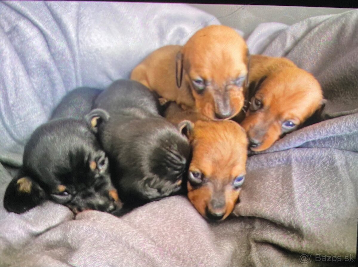 Jazvecik trpaslici - 2