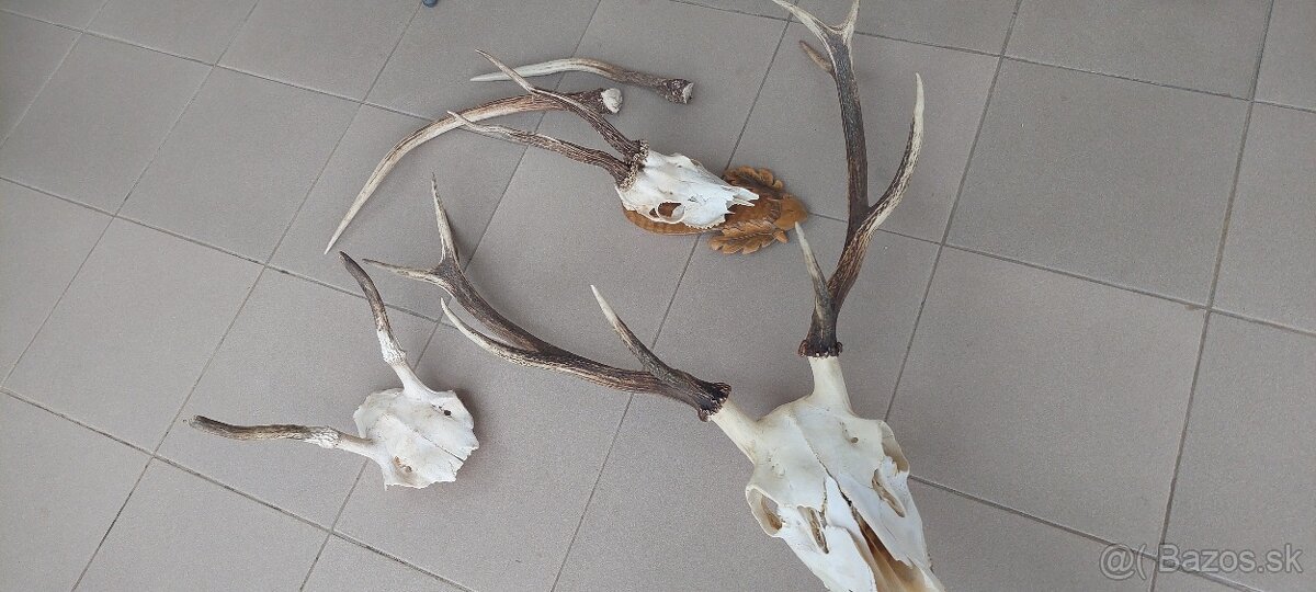 Parohy srnčie a jelenie - 2