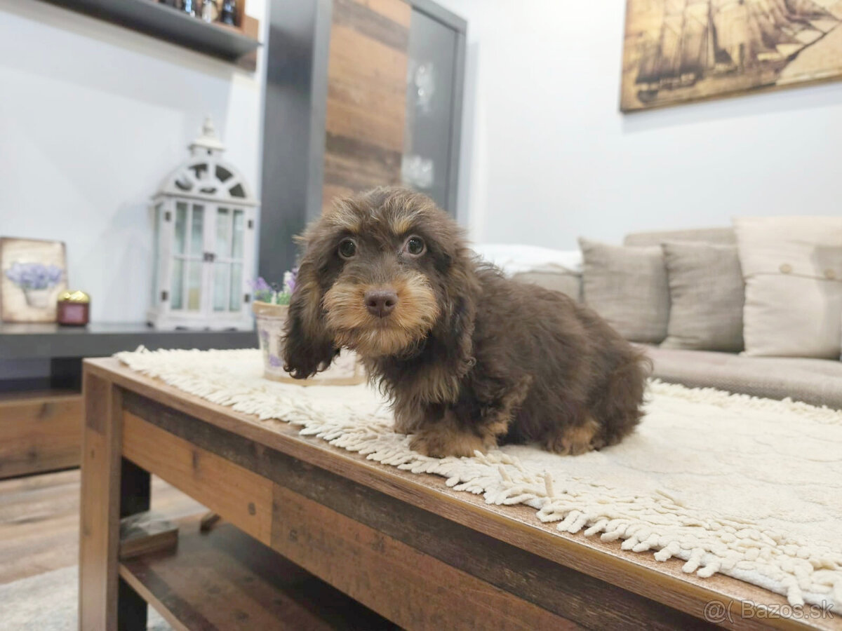 jazvečík trpasličí králičí - 2