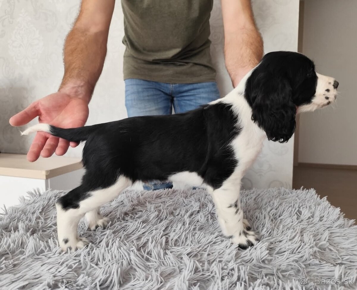 Anglicky špringeršpaniel šteniatko pes s PP - 2