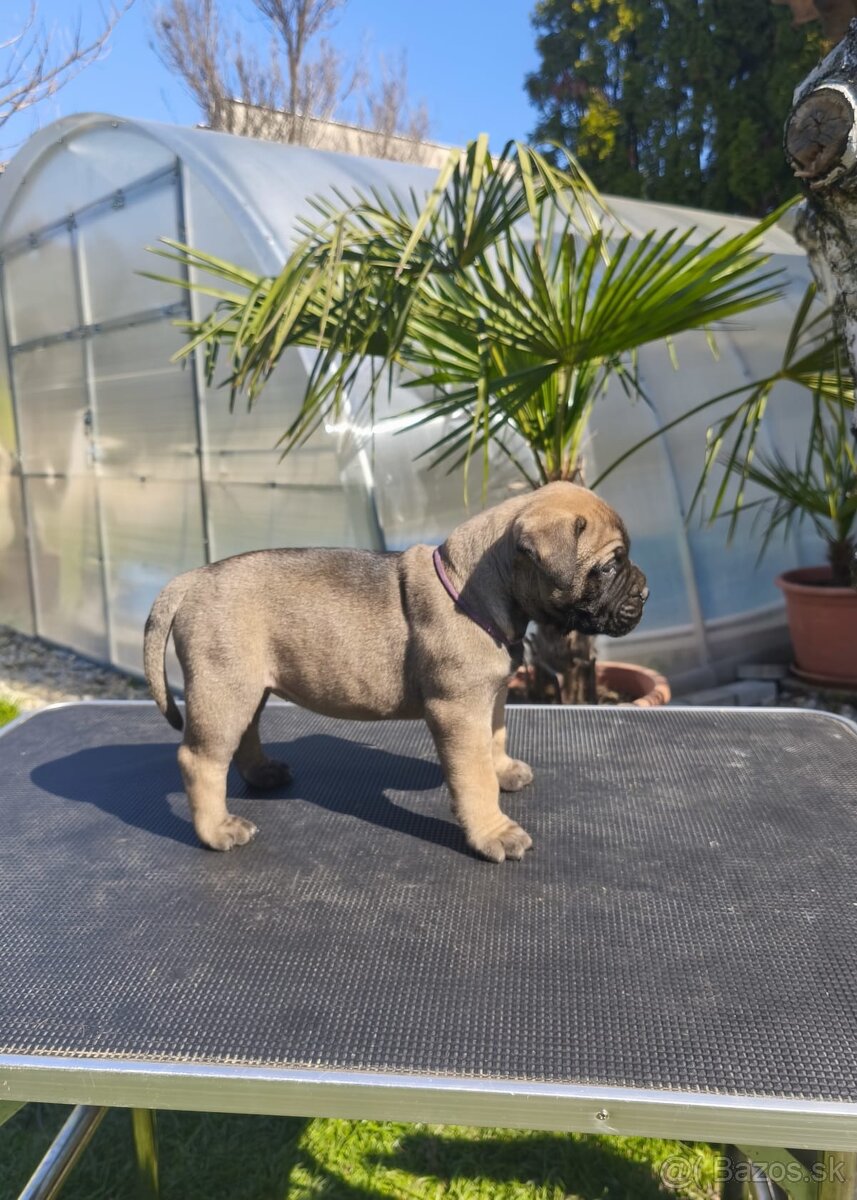 Bulmastif/ Bullmastiff s PP - 2