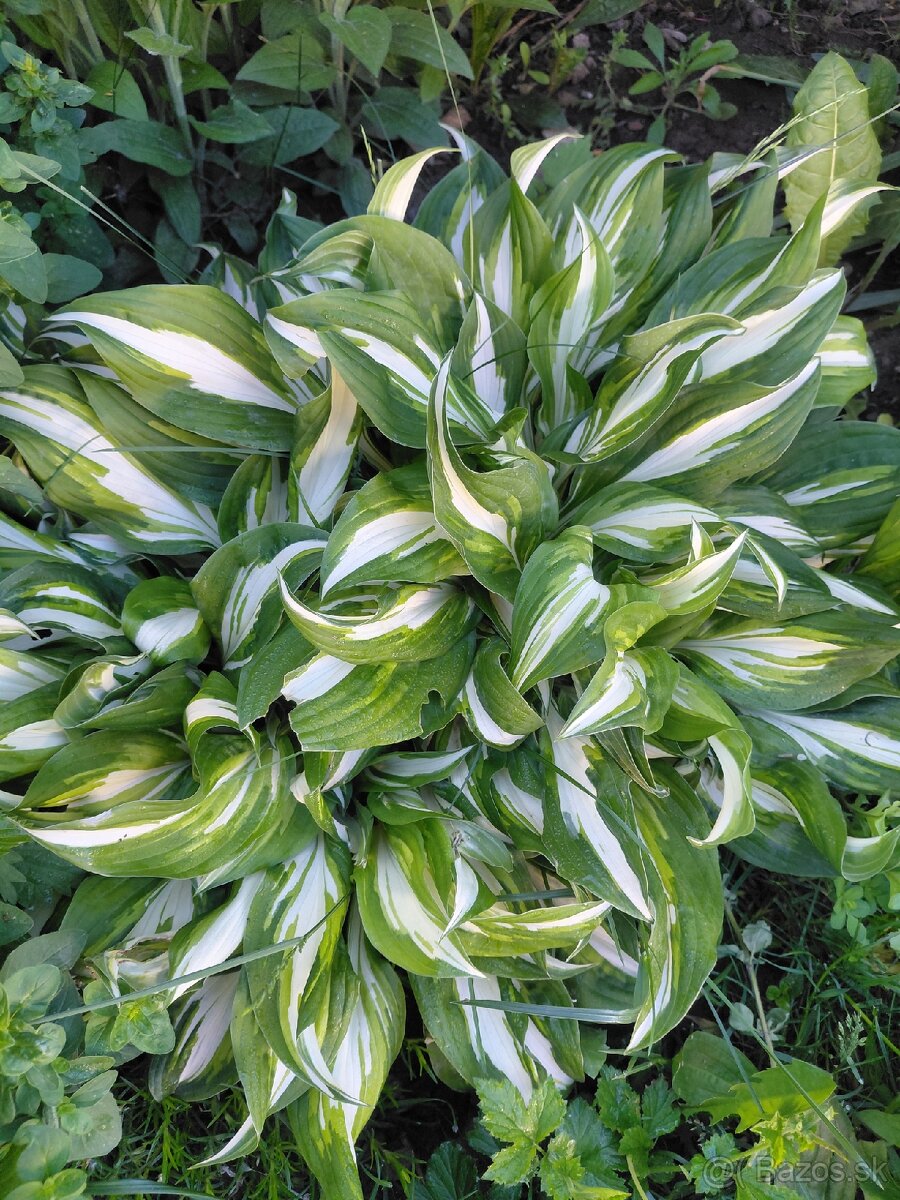 Hosta - 2