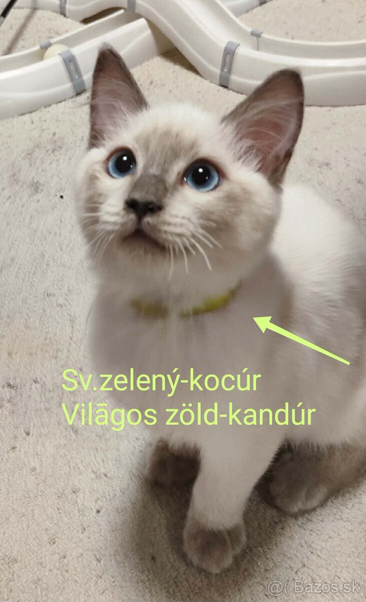 Ragdoll mačiatká bez pp - 2