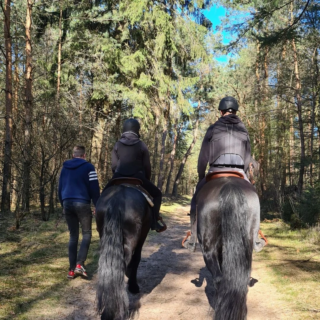 Predám dva frízske kone - 2