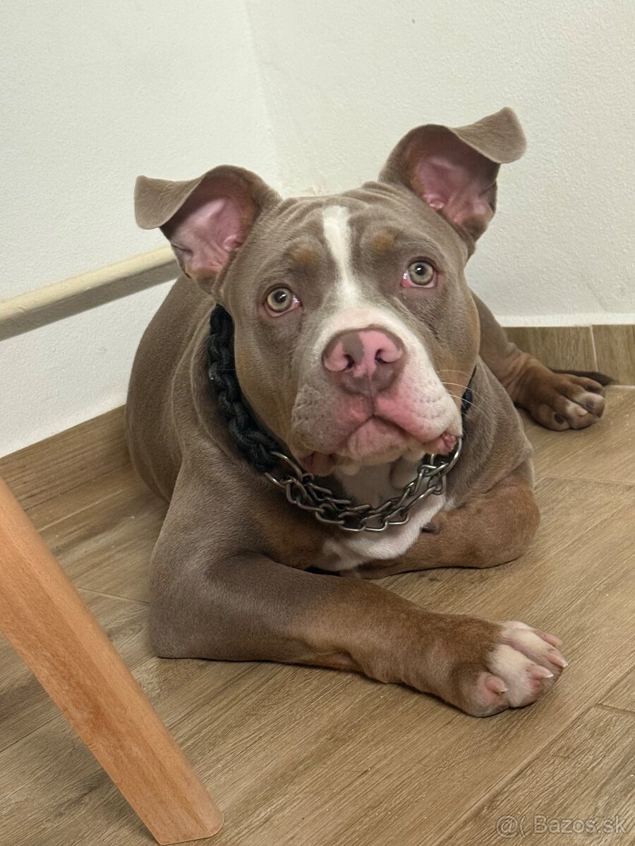 American bully pocket - 2