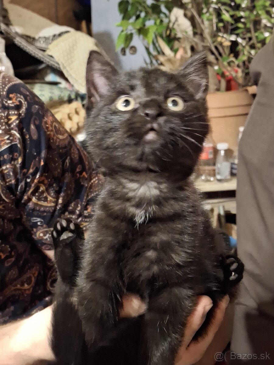 Darujem mačiatko - 2