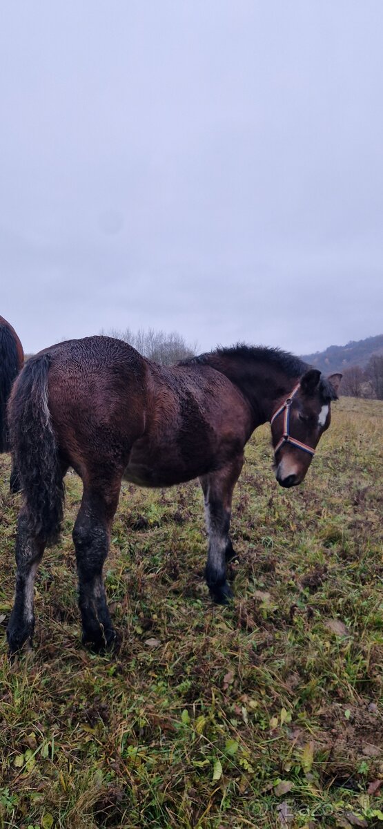 Ťažný žrebec na predaj - 2