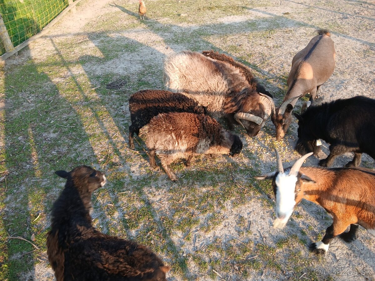 Ouessant / Quessant mini ovecky - 2