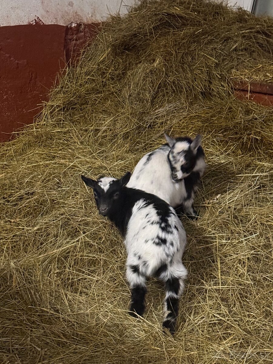 Holandská mini koza - 2