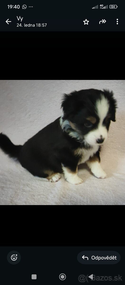 Miniaturní Americký ovčák s PP - 2