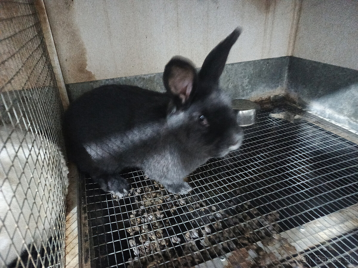 Viedenský modrý a Hyla - 2