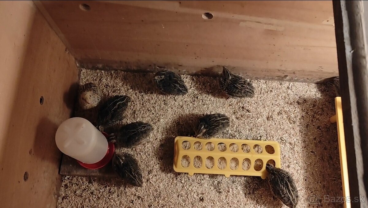 Prepelica japonská kohúti - 2