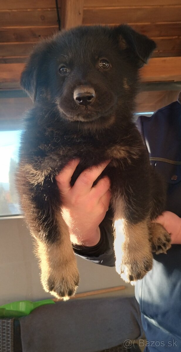 Predám štenata Nemecký ovčiak - 2