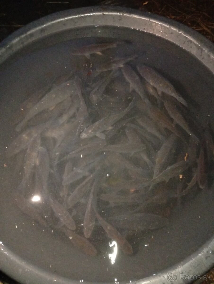 Nástrahové rybky - 2