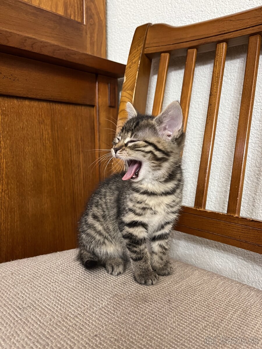 Darujeme mačiatko - 2