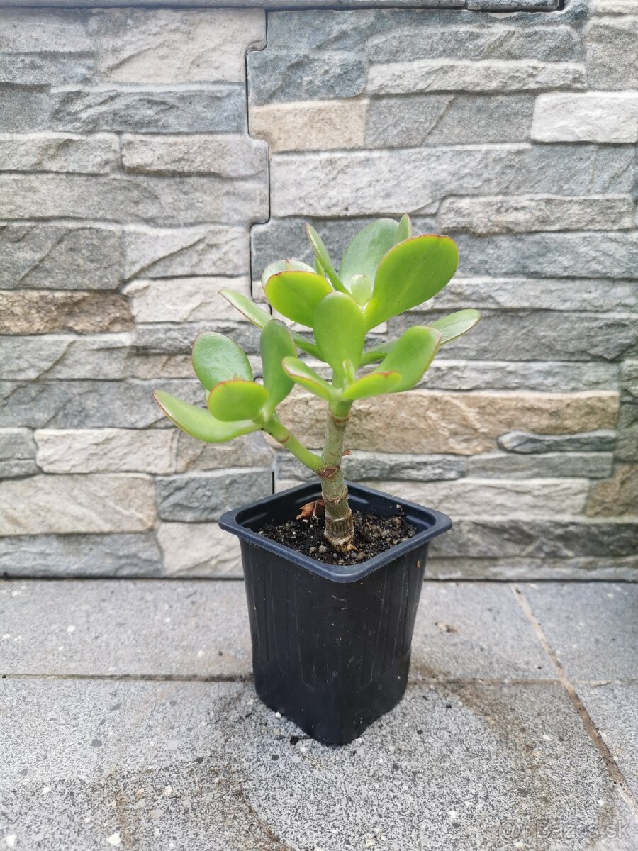 Izbové rastliny - 2