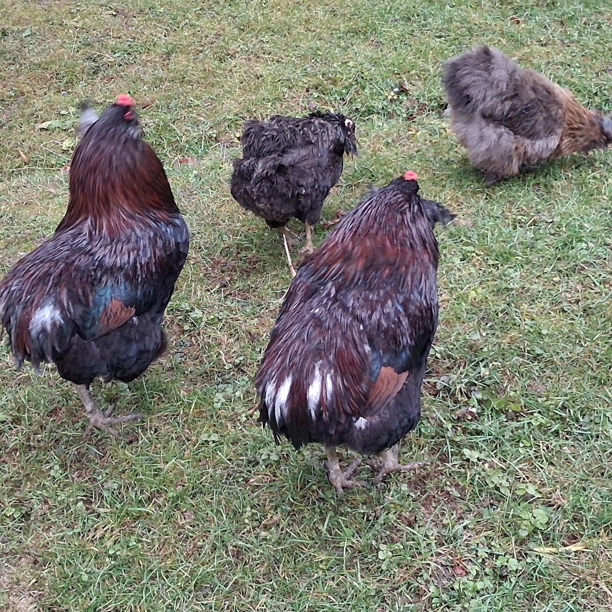 Aracuana - kohút - 2