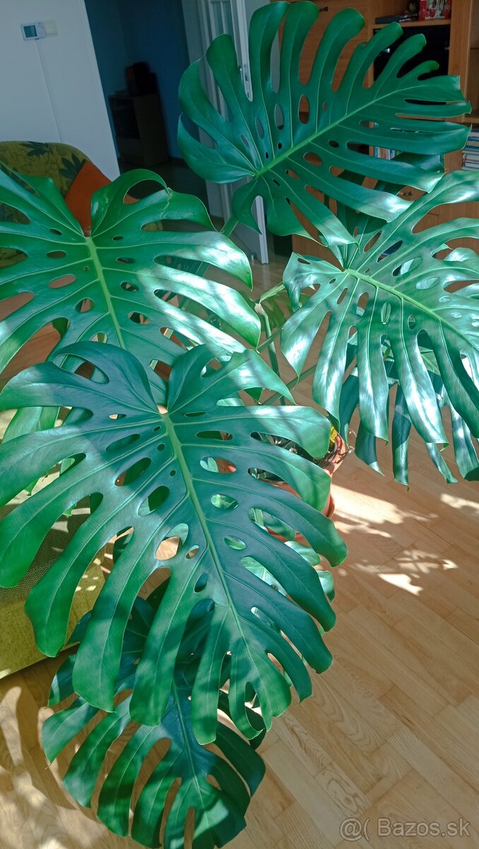 Monstera deliciosa - 2