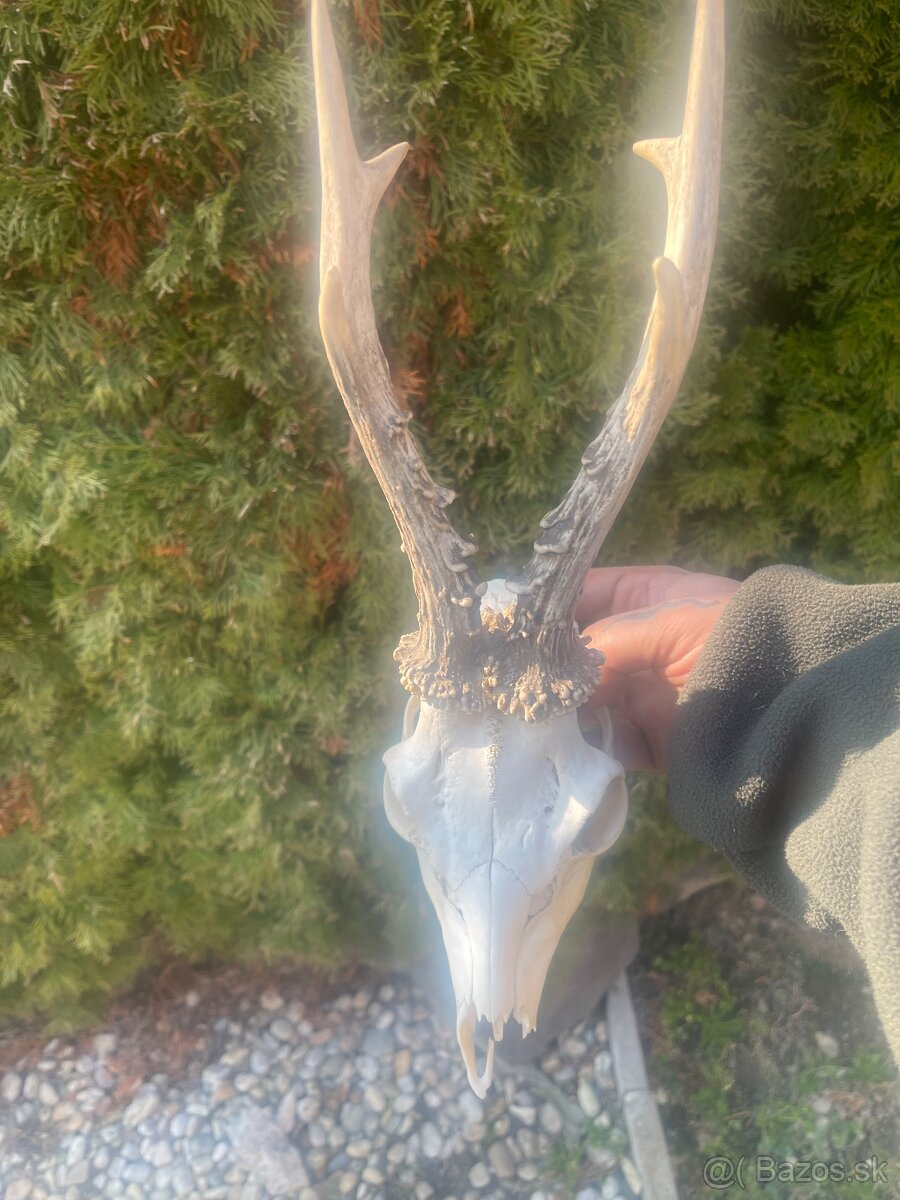 Trofej ,srnec ,parohy ,parozie - 2