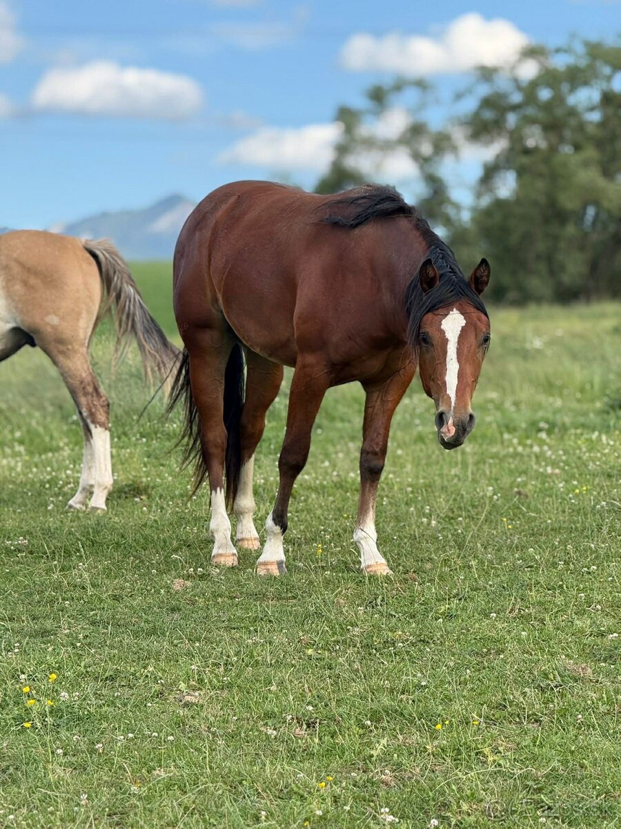 3 ročný valach Qh - 2