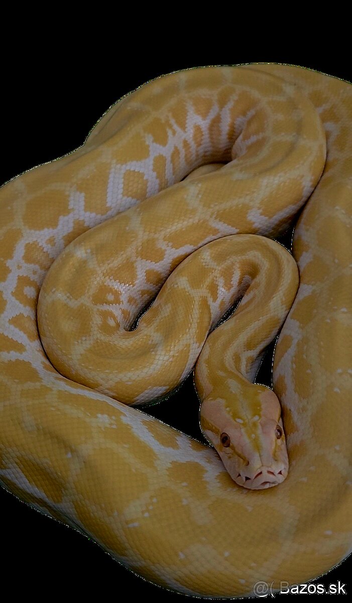 Python bivittatus – Albino - 2