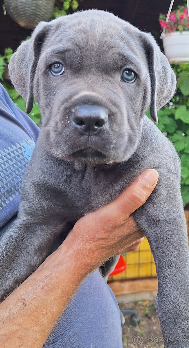 Šteniatka Cane-corso - 2