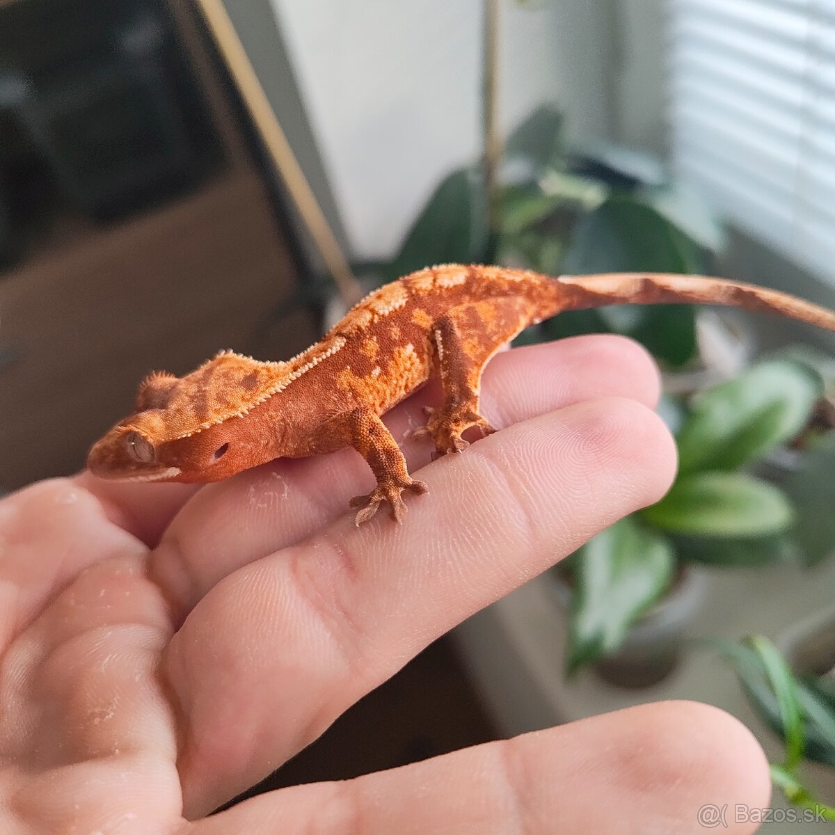 Pagekon riasnatý/Correlophus ciliatus - 2