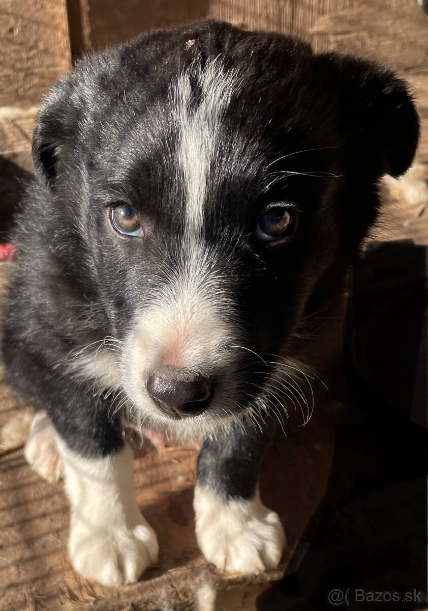 Border kólia šteňatá - 2