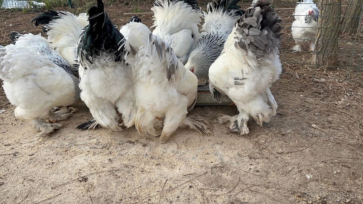 Brahmanka Columbia f.veľká - 2