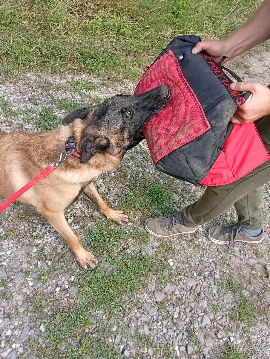 Belgický ovciak - 2