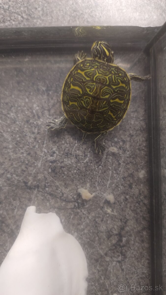 Vodné korytnačky - 2